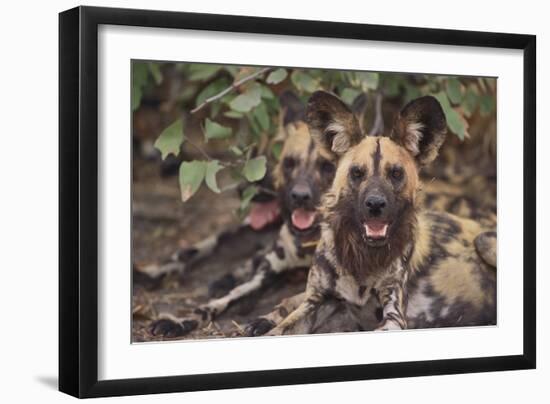 Wild Dogs-DLILLC-Framed Photographic Print