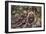 Wild Dogs-DLILLC-Framed Photographic Print