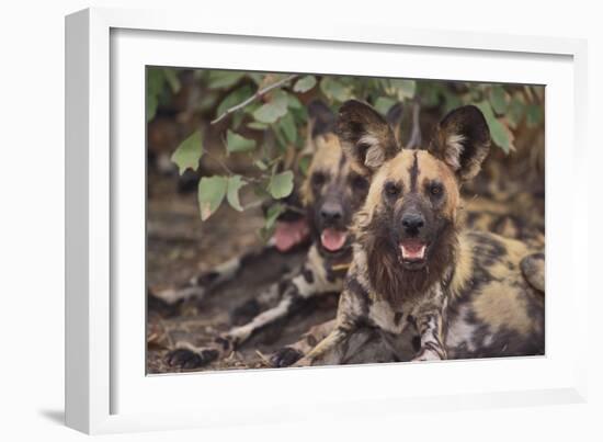 Wild Dogs-DLILLC-Framed Photographic Print