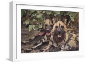 Wild Dogs-DLILLC-Framed Photographic Print