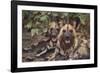 Wild Dogs-DLILLC-Framed Photographic Print