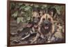 Wild Dogs-DLILLC-Framed Photographic Print