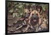 Wild Dogs-DLILLC-Framed Photographic Print