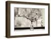 Wild Dogwood-Kelly Sinclair-Framed Photographic Print