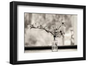 Wild Dogwood-Kelly Sinclair-Framed Photographic Print