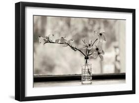 Wild Dogwood-Kelly Sinclair-Framed Photographic Print