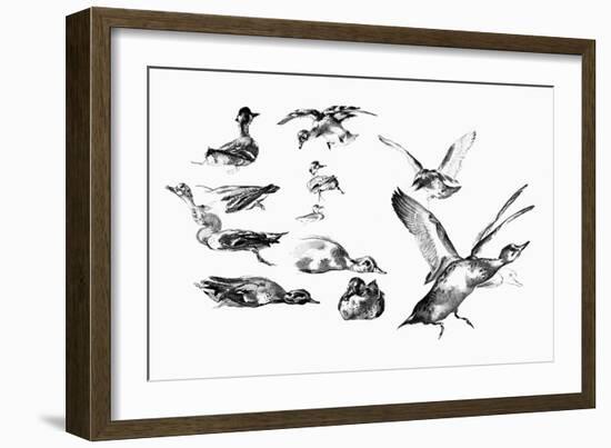 Wild Ducks, 1901-Felix Braquemond-Framed Giclee Print
