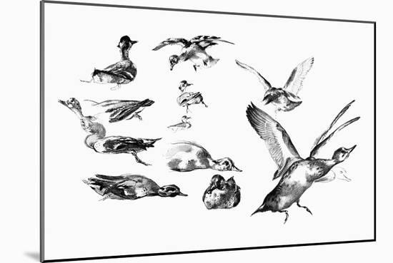 Wild Ducks, 1901-Felix Braquemond-Mounted Giclee Print