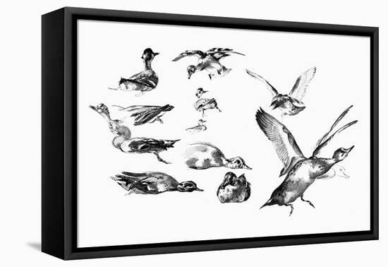 Wild Ducks, 1901-Felix Braquemond-Framed Stretched Canvas