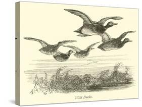 Wild Ducks-null-Stretched Canvas