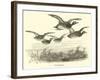 Wild Ducks-null-Framed Giclee Print