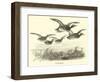 Wild Ducks-null-Framed Giclee Print