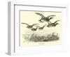 Wild Ducks-null-Framed Giclee Print