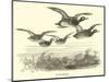 Wild Ducks-null-Mounted Giclee Print