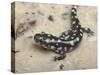 Wild eastern tiger salamander, Ambystoma tigrinum tigrinum, Central Florida.-Maresa Pryor-Stretched Canvas