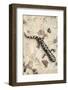 Wild eastern tiger salamander, Ambystoma tigrinum tigrinum, Central Florida.-Maresa Pryor-Framed Photographic Print