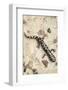 Wild eastern tiger salamander, Ambystoma tigrinum tigrinum, Central Florida.-Maresa Pryor-Framed Photographic Print