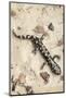 Wild eastern tiger salamander, Ambystoma tigrinum tigrinum, Central Florida.-Maresa Pryor-Mounted Photographic Print