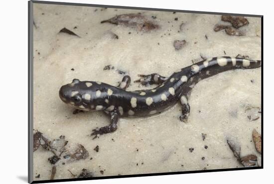 Wild eastern tiger salamander, Ambystoma tigrinum tigrinum, Central Florida.-Maresa Pryor-Mounted Photographic Print