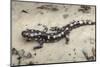 Wild eastern tiger salamander, Ambystoma tigrinum tigrinum, Central Florida.-Maresa Pryor-Mounted Photographic Print