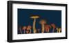 Wild edible Mushrooms-null-Framed Art Print