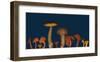 Wild edible Mushrooms-null-Framed Art Print