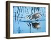 Wild Egret Fishing Horicon Marsh Wisconsin-Steve Gadomski-Framed Photographic Print