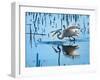 Wild Egret Fishing Horicon Marsh Wisconsin-Steve Gadomski-Framed Photographic Print