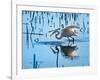 Wild Egret Fishing Horicon Marsh Wisconsin-Steve Gadomski-Framed Photographic Print