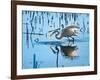 Wild Egret Fishing Horicon Marsh Wisconsin-Steve Gadomski-Framed Photographic Print