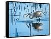 Wild Egret Fishing Horicon Marsh Wisconsin-Steve Gadomski-Framed Stretched Canvas