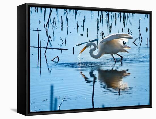 Wild Egret Fishing Horicon Marsh Wisconsin-Steve Gadomski-Framed Stretched Canvas