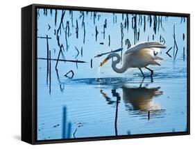 Wild Egret Fishing Horicon Marsh Wisconsin-Steve Gadomski-Framed Stretched Canvas