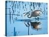 Wild Egret Fishing Horicon Marsh Wisconsin-Steve Gadomski-Stretched Canvas