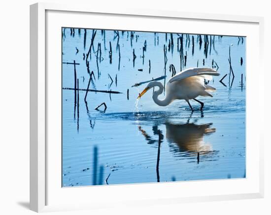 Wild Egret Fishing Horicon Marsh Wisconsin-Steve Gadomski-Framed Photographic Print