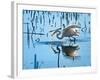 Wild Egret Fishing Horicon Marsh Wisconsin-Steve Gadomski-Framed Photographic Print