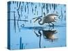 Wild Egret Fishing Horicon Marsh Wisconsin-Steve Gadomski-Stretched Canvas