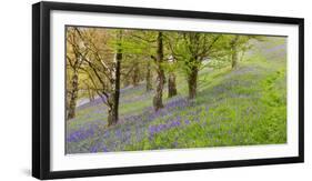 Wild English Bluebells are Lit Up by the Early Morning Sunrise-John Greenwood-Framed Photographic Print