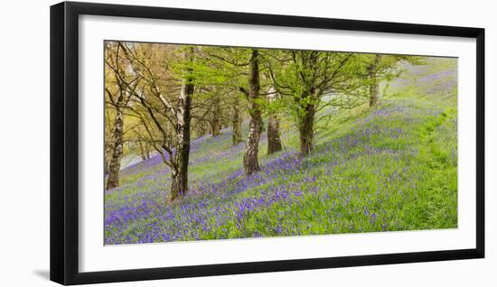 Wild English Bluebells are Lit Up by the Early Morning Sunrise-John Greenwood-Framed Photographic Print