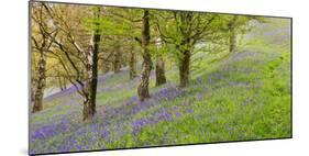 Wild English Bluebells are Lit Up by the Early Morning Sunrise-John Greenwood-Mounted Photographic Print