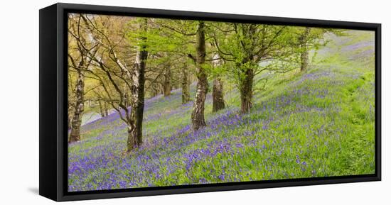 Wild English Bluebells are Lit Up by the Early Morning Sunrise-John Greenwood-Framed Stretched Canvas