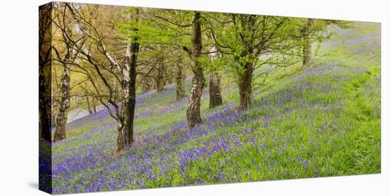 Wild English Bluebells are Lit Up by the Early Morning Sunrise-John Greenwood-Stretched Canvas