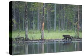 Wild Eurasian Wolverine (Gulo Gulo) Walking Along Waters Edge, Kuhmo, Finland, July 2008-Widstrand-Stretched Canvas