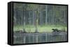 Wild Eurasian Wolverine (Gulo Gulo) Walking Along Waters Edge, Kuhmo, Finland, July 2008-Widstrand-Framed Stretched Canvas