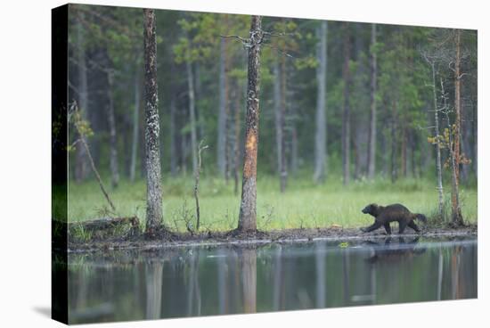 Wild Eurasian Wolverine (Gulo Gulo) Walking Along Waters Edge, Kuhmo, Finland, July 2008-Widstrand-Stretched Canvas