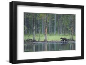 Wild Eurasian Wolverine (Gulo Gulo) Walking Along Waters Edge, Kuhmo, Finland, July 2008-Widstrand-Framed Premium Photographic Print