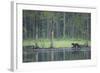 Wild Eurasian Wolverine (Gulo Gulo) Walking Along Waters Edge, Kuhmo, Finland, July 2008-Widstrand-Framed Photographic Print