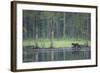 Wild Eurasian Wolverine (Gulo Gulo) Walking Along Waters Edge, Kuhmo, Finland, July 2008-Widstrand-Framed Photographic Print