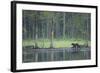 Wild Eurasian Wolverine (Gulo Gulo) Walking Along Waters Edge, Kuhmo, Finland, July 2008-Widstrand-Framed Photographic Print