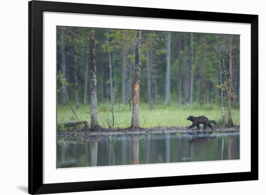 Wild Eurasian Wolverine (Gulo Gulo) Walking Along Waters Edge, Kuhmo, Finland, July 2008-Widstrand-Framed Photographic Print